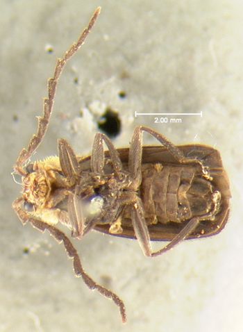 Media type: image;   Entomology 35079 Aspect: habitus ventral view